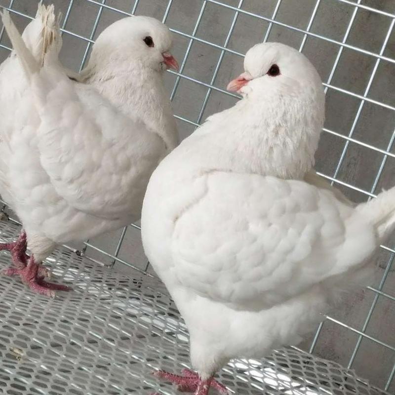 出售大体元宝鸽元宝鸽养殖基地常年出售种鸽鸽苗价格