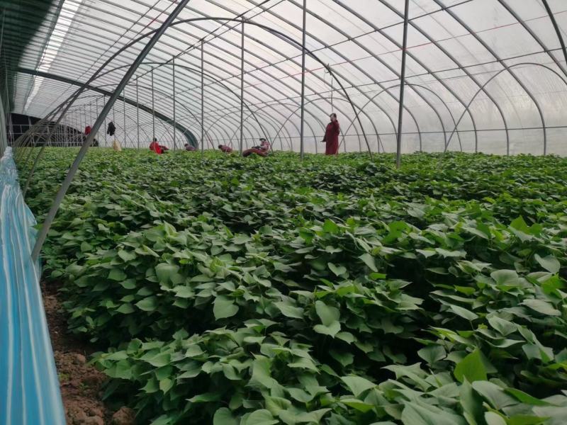 原种脱毒秦薯五号红薯苗，济薯26红薯苗，基地直供，欢迎新