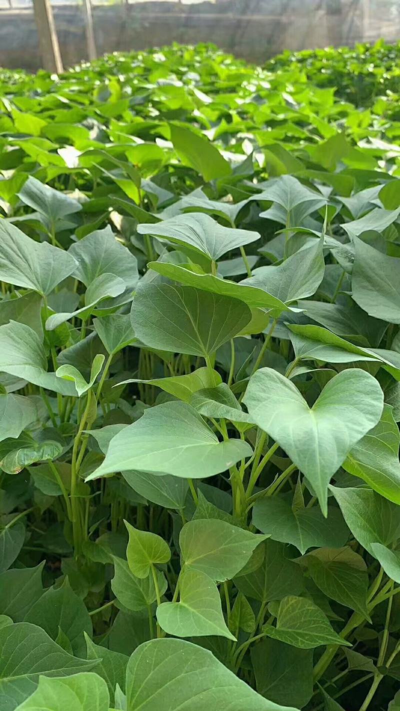 原种脱毒秦薯五号红薯苗，济薯26红薯苗，基地直供，欢迎新