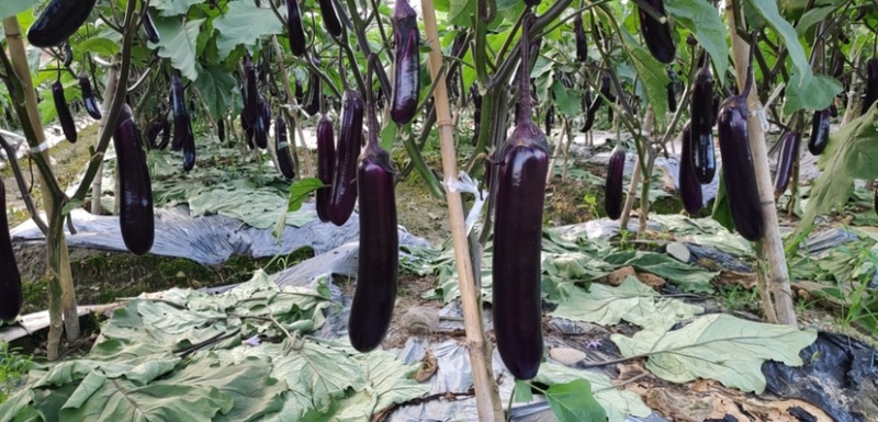 茄子苗，光泽颜色非常好的烧烤型中茄，南方畅销品种
