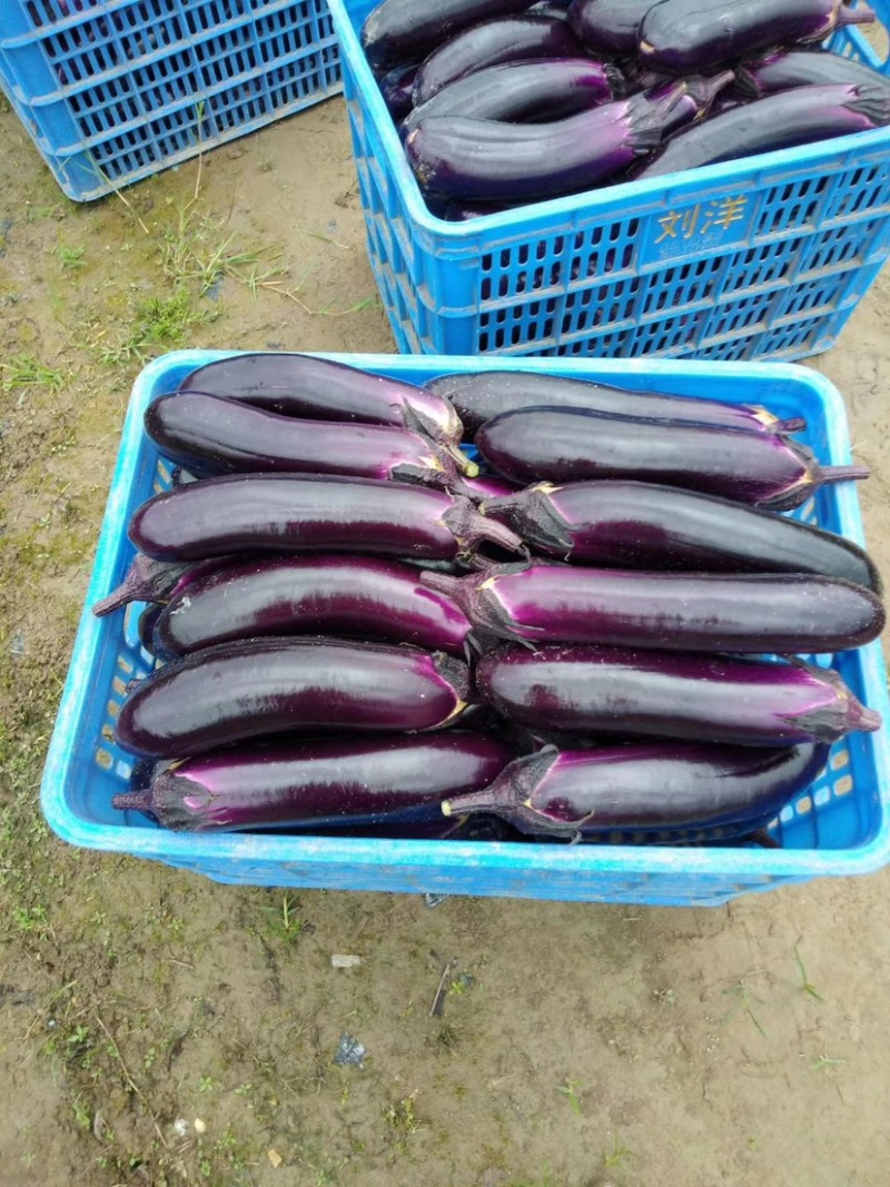 茄子苗，光泽颜色非常好的烧烤型中茄，南方畅销品种