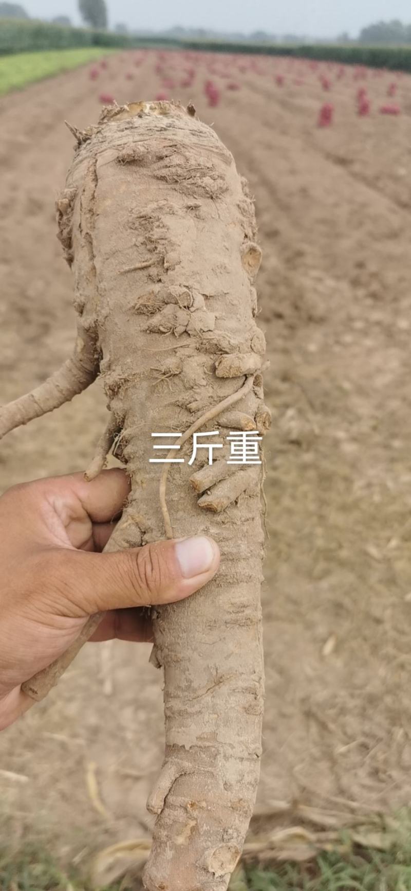 【白芷种子】品质品种质量保证资质齐全公司直发可实地考察