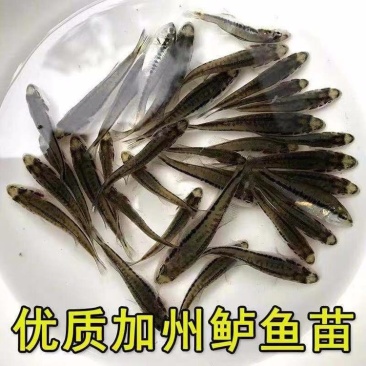 加州鲈鱼苗渔场一手货源免费提养殖技术售后服务跟踪