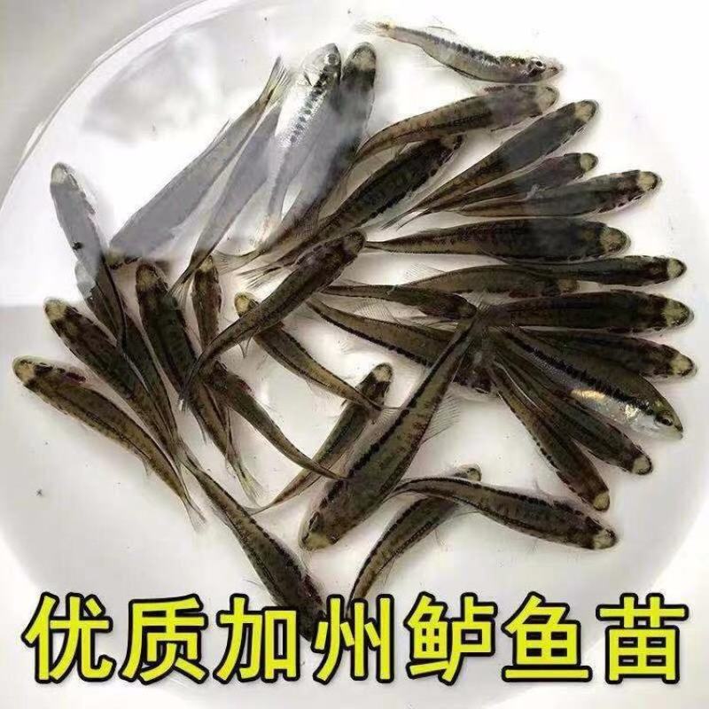 加州鲈鱼苗渔场一手货源免费提养殖技术售后服务跟踪