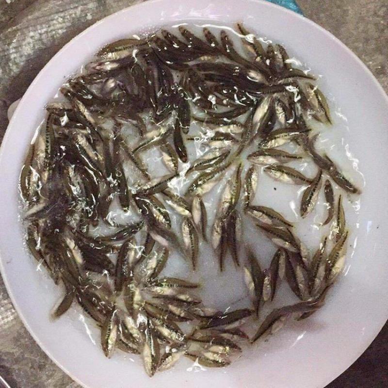 加州鲈鱼苗渔场一手货源免费提养殖技术售后服务跟踪
