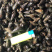 【产地直发】水产贝类清水山坑螺品质保证量大价优