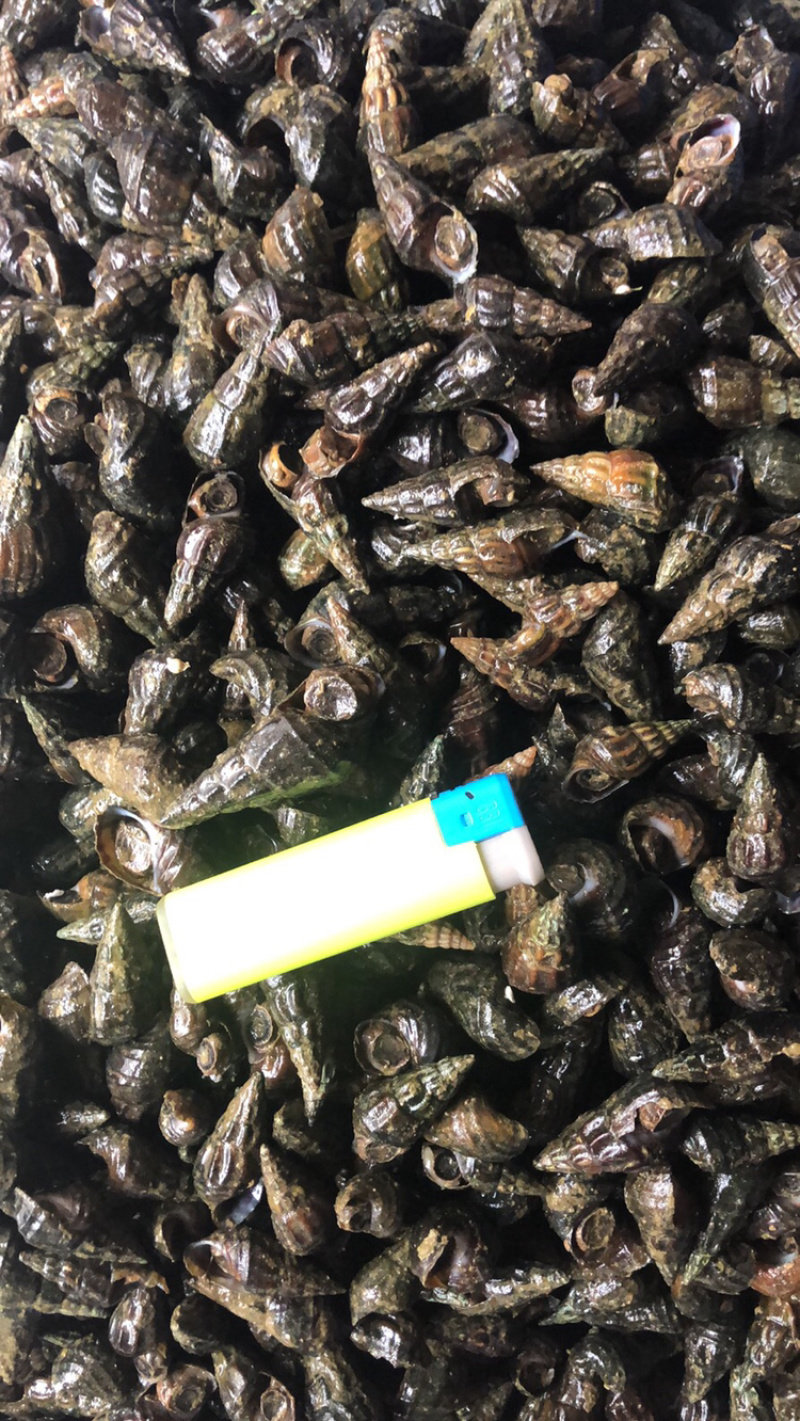 【产地直发】水产贝类清水山坑螺品质保证量大价优
