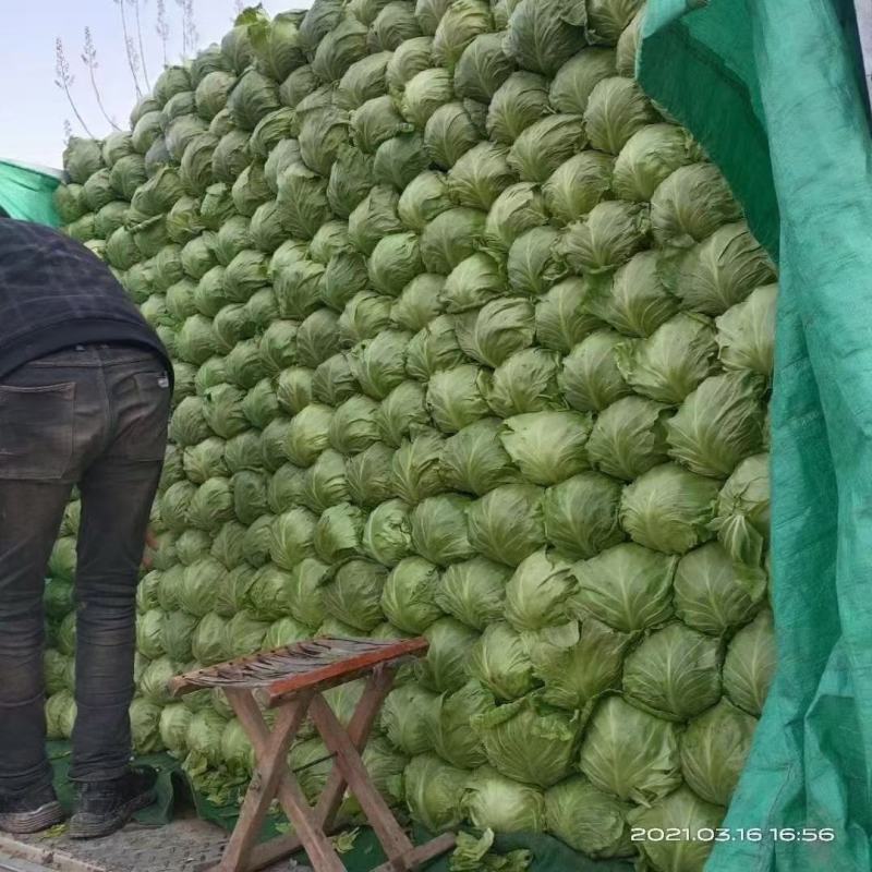 精品甘蓝大量货源【专业代办】货源充足运输便利