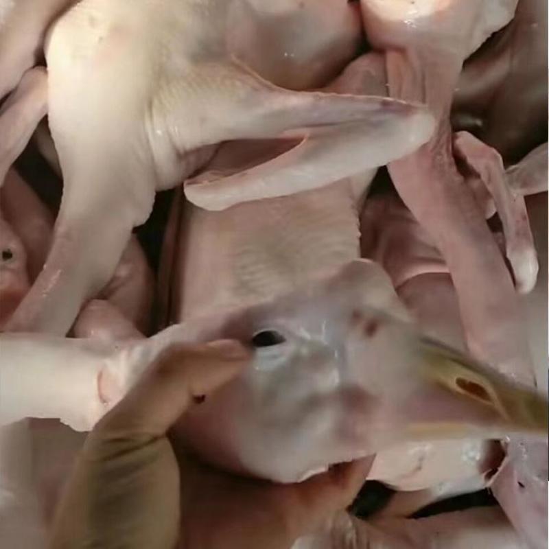 农家大鹅散养大鹅白条大鹅生鲜鹅
