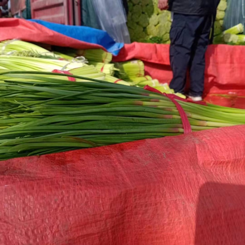 蒜薹开封蒜苔大量上市产地直销诚信经营质量保障视频看货