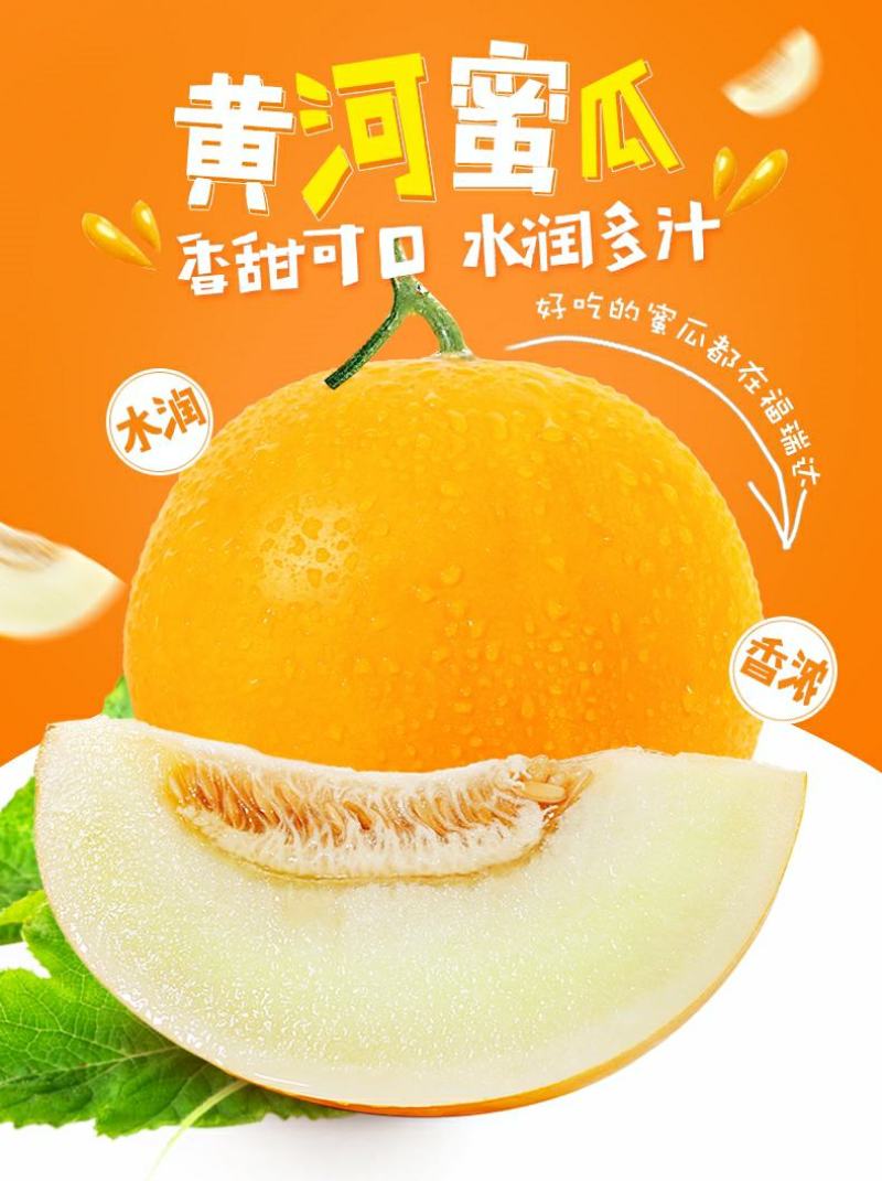 甜瓜香瓜黄河蜜蜜瓜万亩种植基地欢迎实地考察