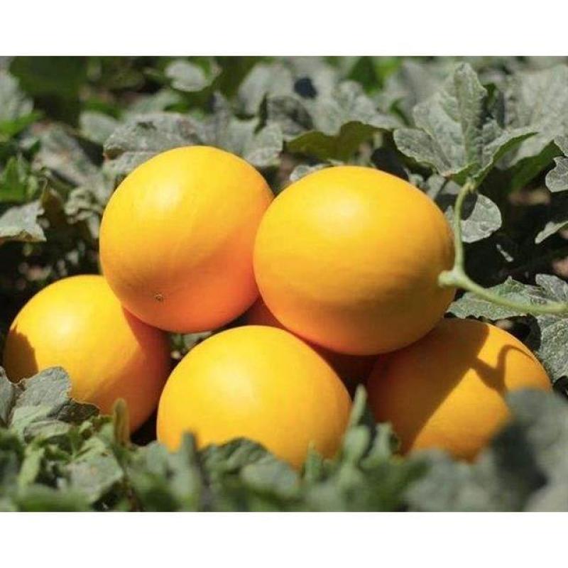 甜瓜香瓜黄河蜜蜜瓜万亩种植基地欢迎实地考察