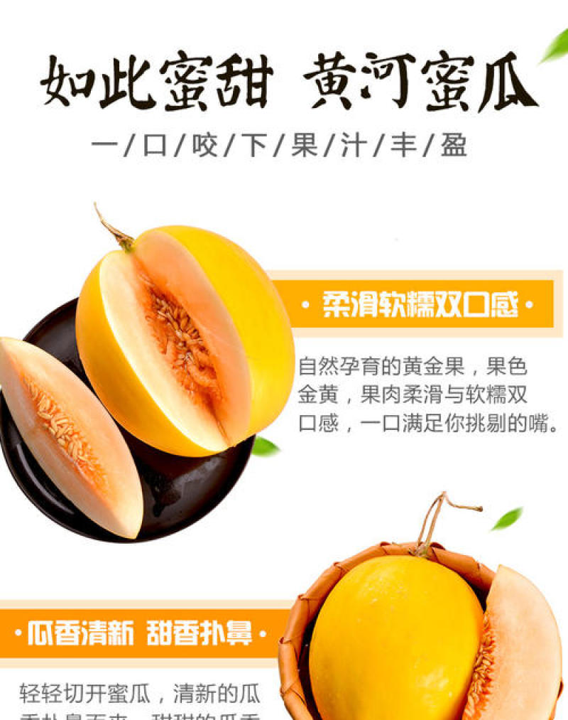 甜瓜香瓜黄河蜜蜜瓜万亩种植基地欢迎实地考察