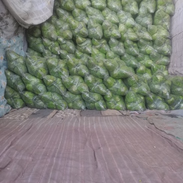 精品甘蓝莲花白包菜圆白菜卷心菜绿甘蓝基地直发质量保障
