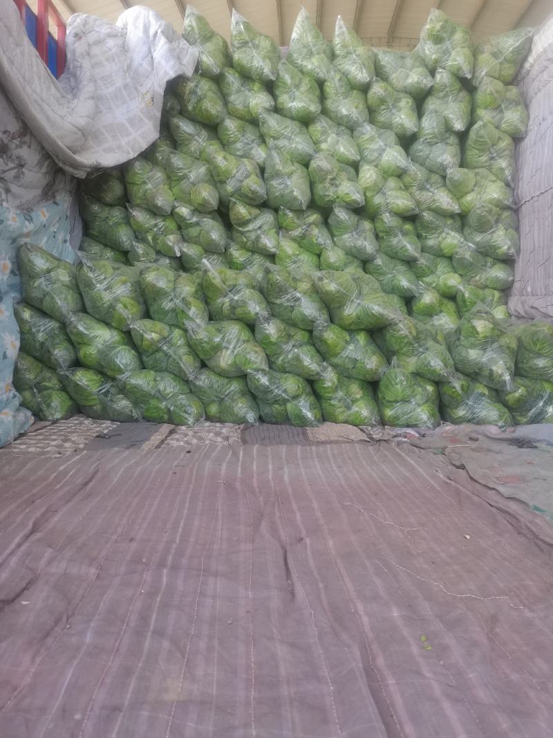 精品甘蓝莲花白包菜圆白菜卷心菜绿甘蓝基地直发质量保障