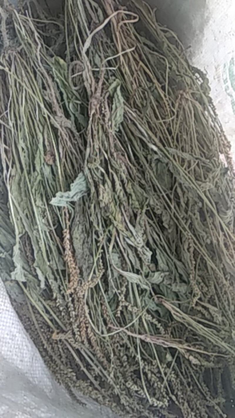 【好货】野生车前草新鲜干货，量大从优货源稳，干净无杂物