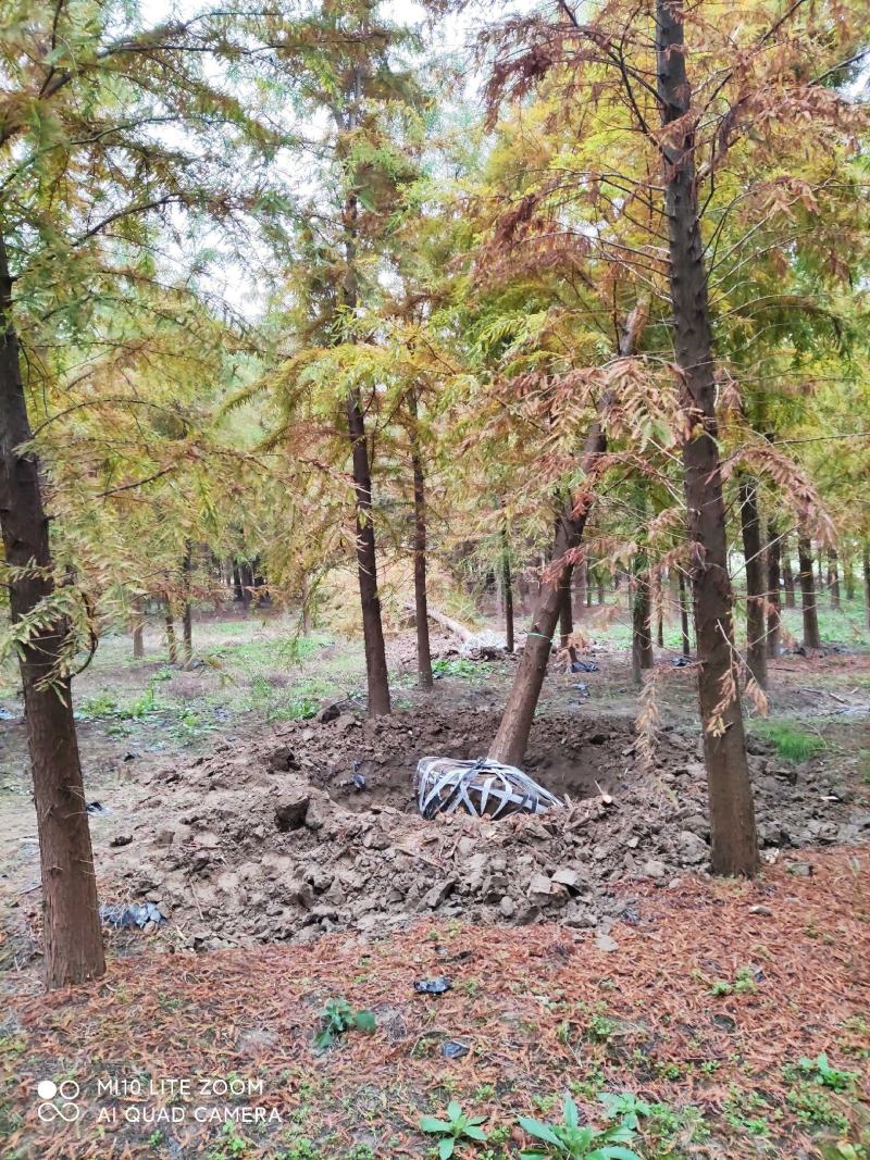 枇杷树价格地径10公分枇杷树价格