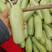 【好货】西葫芦精品绿皮西葫芦大量上市可视频看货