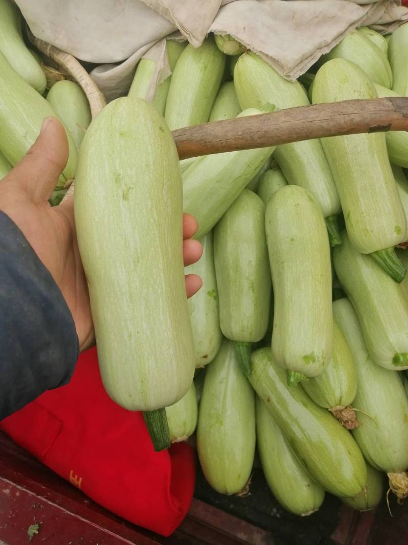 【好货】西葫芦精品绿皮西葫芦大量上市可视频看货