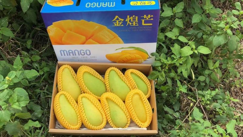 海南金黄芒水仙芒大芒果支持批发一件代发诚招代理