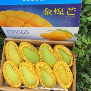 海南金黄芒水仙芒大芒果支持批发一件代发诚招代理