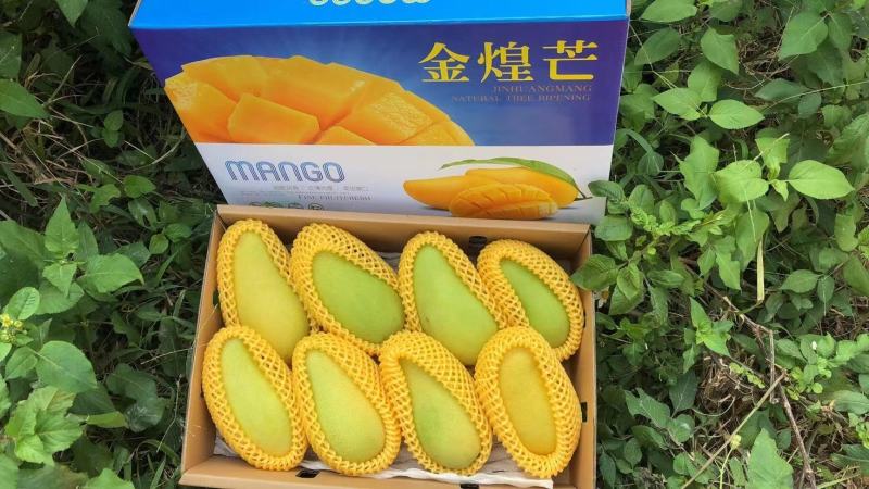 海南金黄芒水仙芒大芒果支持批发一件代发诚招代理