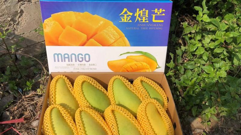 海南金黄芒水仙芒大芒果支持批发一件代发诚招代理