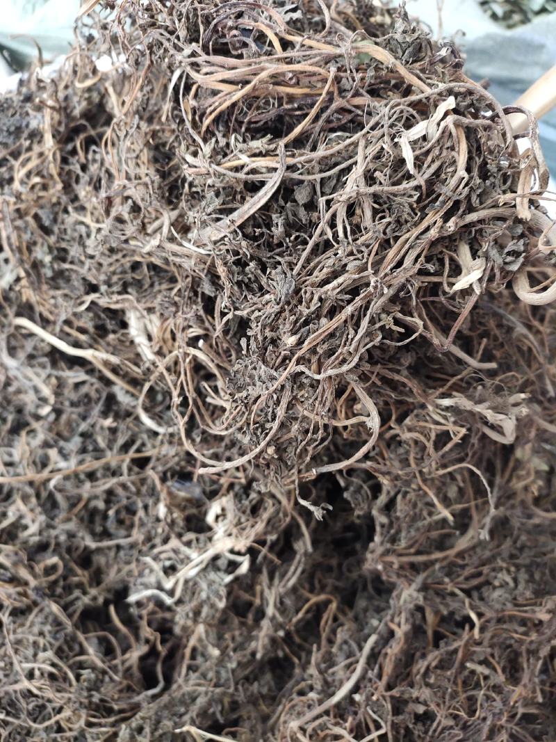 野生马齿笕马齿菜马齿苋干整株发货，药用老水货一手货源