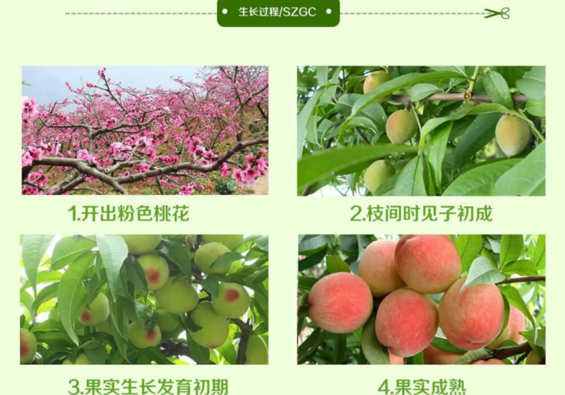 [精品]水蜜桃苗鹰嘴桃苗果苗果子大个产量高耐寒品种