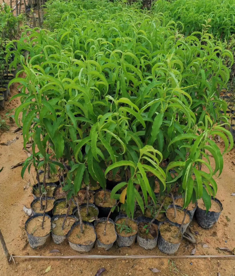 [精品]水蜜桃苗鹰嘴桃苗果苗果子大个产量高耐寒品种
