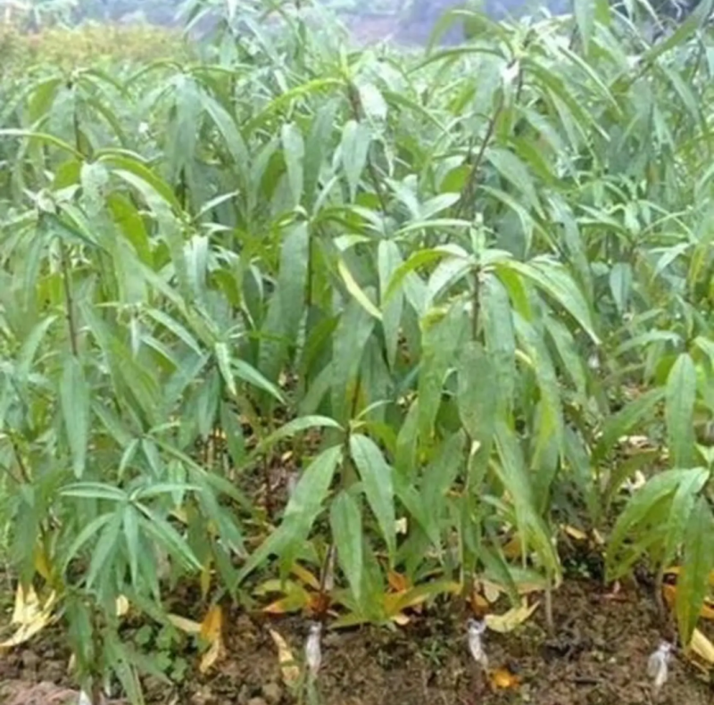 [精品]水蜜桃苗鹰嘴桃苗果苗果子大个产量高耐寒品种