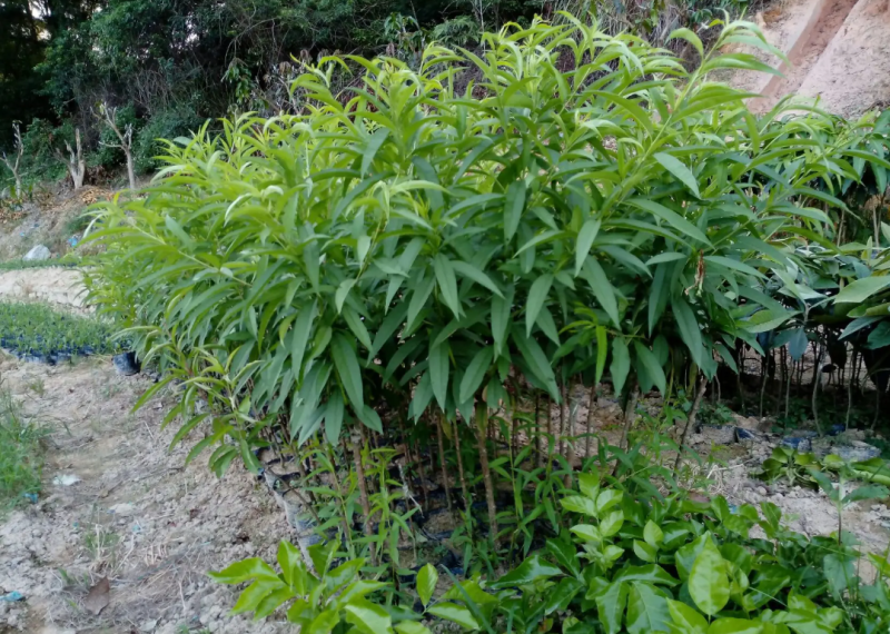 [精品]水蜜桃苗鹰嘴桃苗果苗果子大个产量高耐寒品种