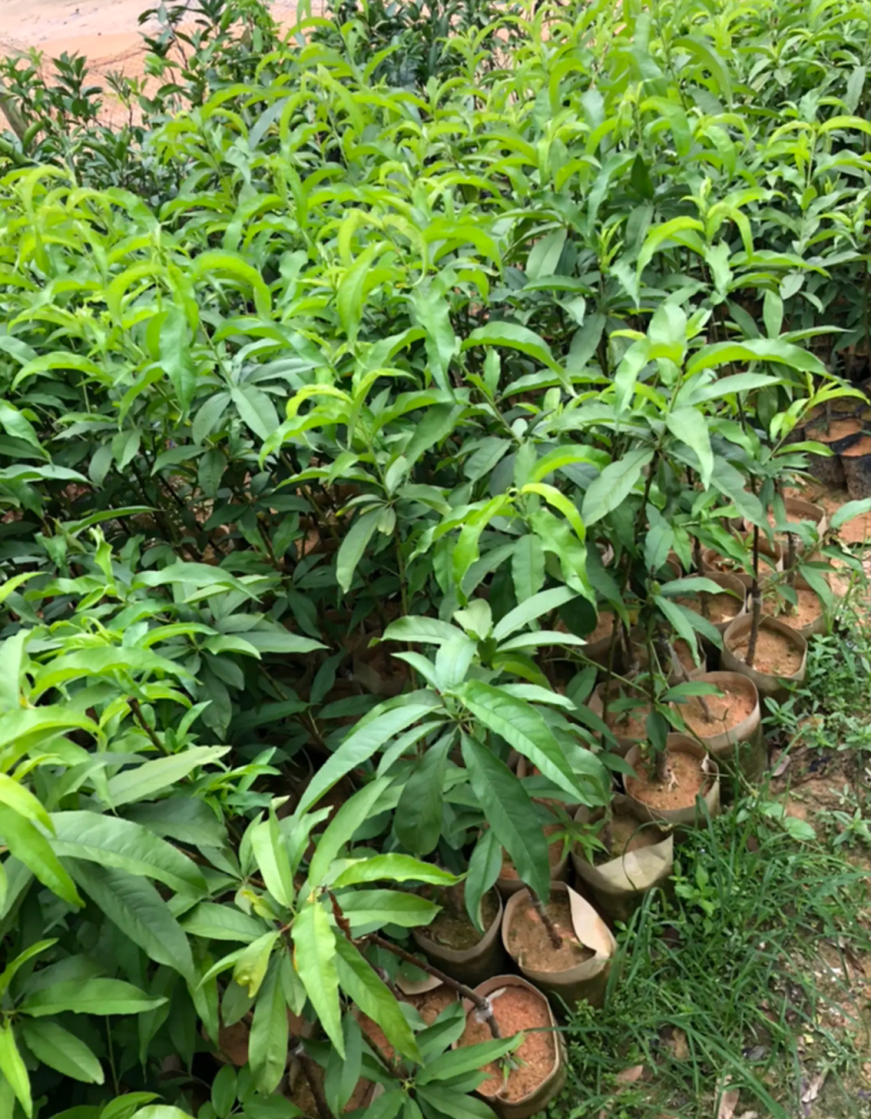 [精品]水蜜桃苗鹰嘴桃苗果苗果子大个产量高耐寒品种