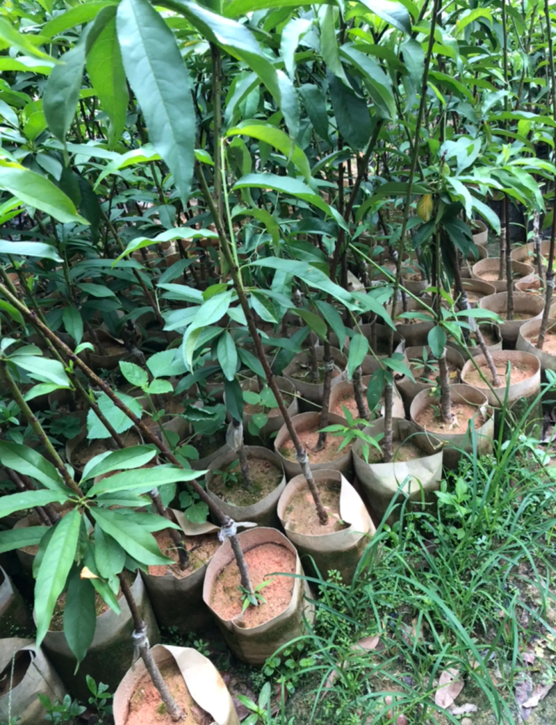 [精品]水蜜桃苗鹰嘴桃苗果苗果子大个产量高耐寒品种