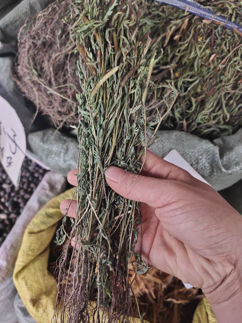 广西本地软肝草新货颜色青绿整株发货，一手货源