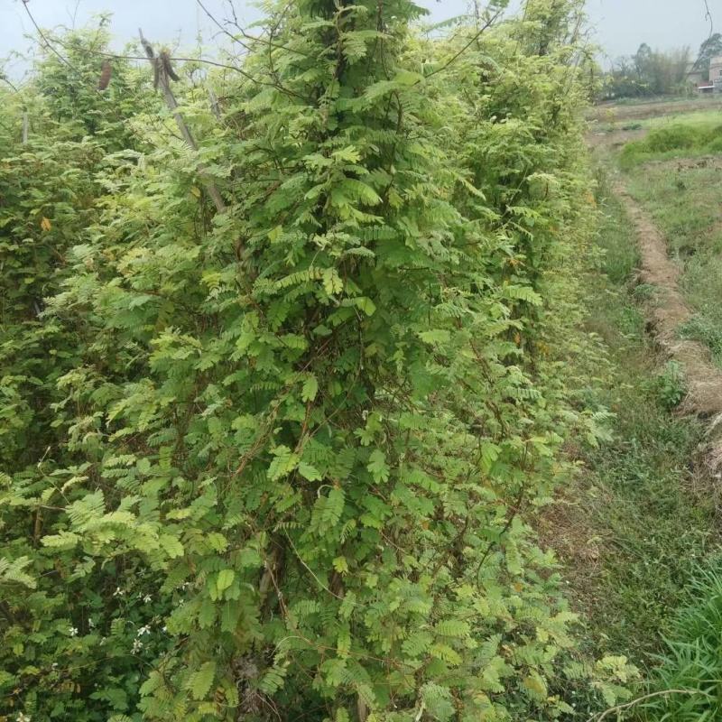 广西野生鸡骨草小叶扎把鸡骨草新货，一手货源