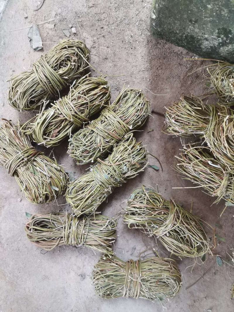 广西野生鸡骨草小叶扎把鸡骨草新货，一手货源