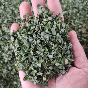 野生鸡骨草叶相思叶鸡骨草茶颜色青绿无杂质，一手货源