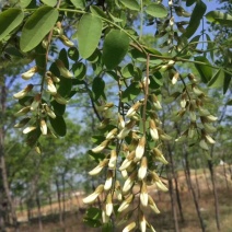 新鲜槐花现摘槐花杨槐花花骨朵野菜蔬菜加冰