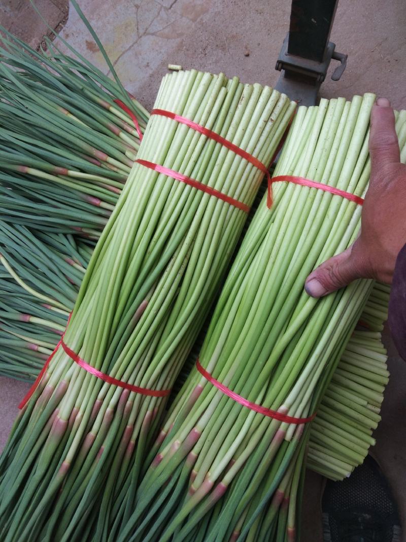 中牟县（红帽蒜苔）大量上市，价格低，质量好，可大吨位发货