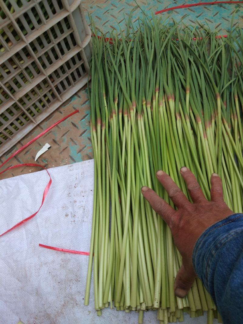 中牟县（红帽蒜苔）大量上市，价格低，质量好，可大吨位发货