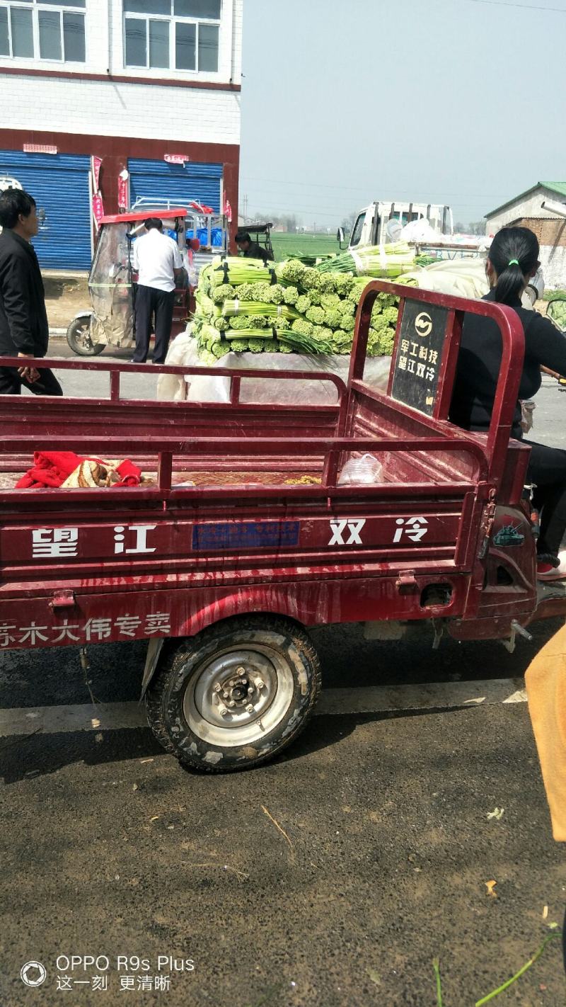 河南杞县早熟蒜薹，2021年新品