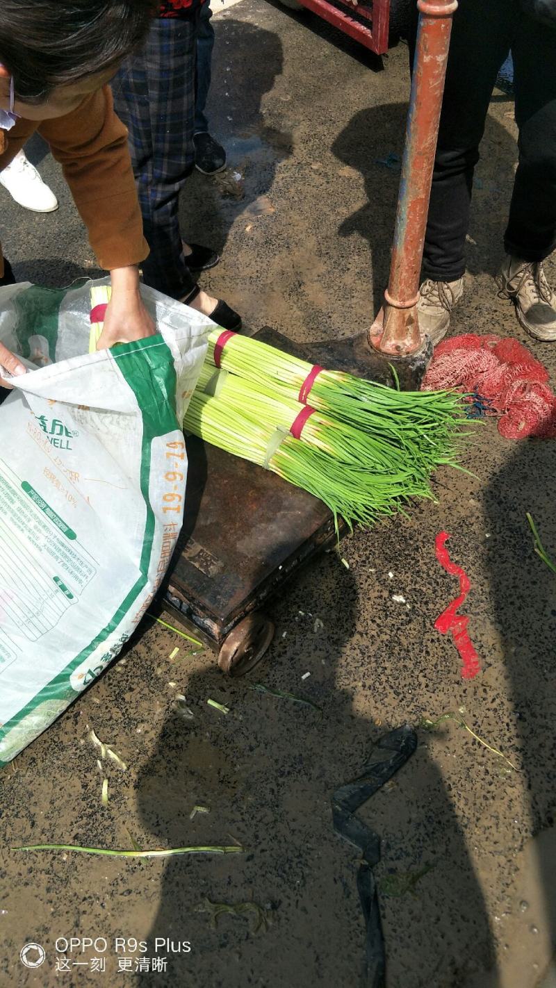河南杞县早熟蒜薹，2021年新品
