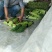 河南杞县早熟蒜薹，2021年新品