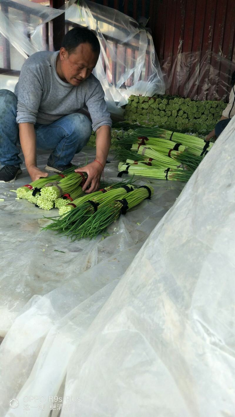 河南杞县早熟蒜薹，2021年新品