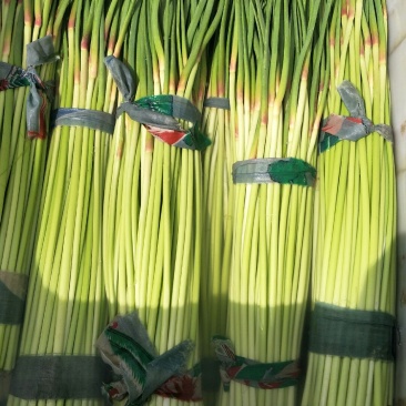 河南杞县早熟蒜薹，2021年新品