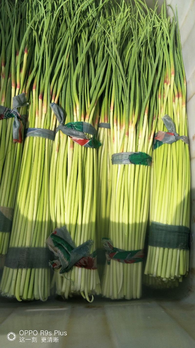 河南杞县早熟蒜薹，2021年新品