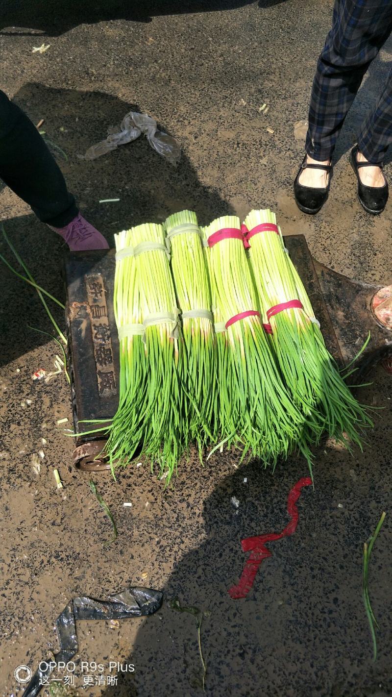 河南杞县早熟蒜薹，2021年新品