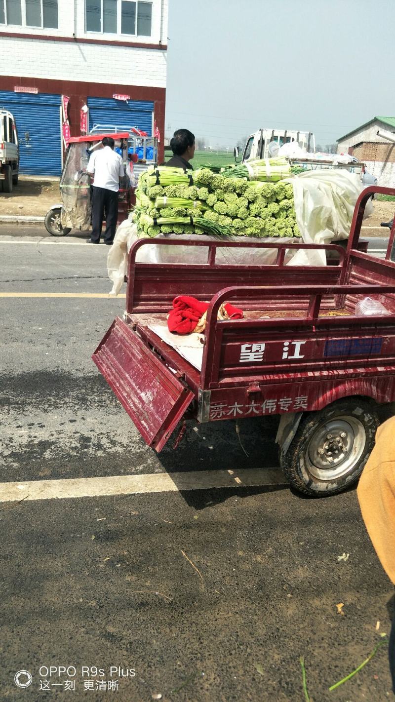 河南杞县早熟蒜薹，2021年新品