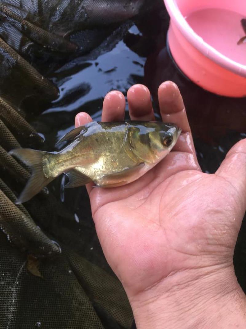 优质缩骨鳙鱼苗，大型水产育苗基地繁育，保证质量包技术